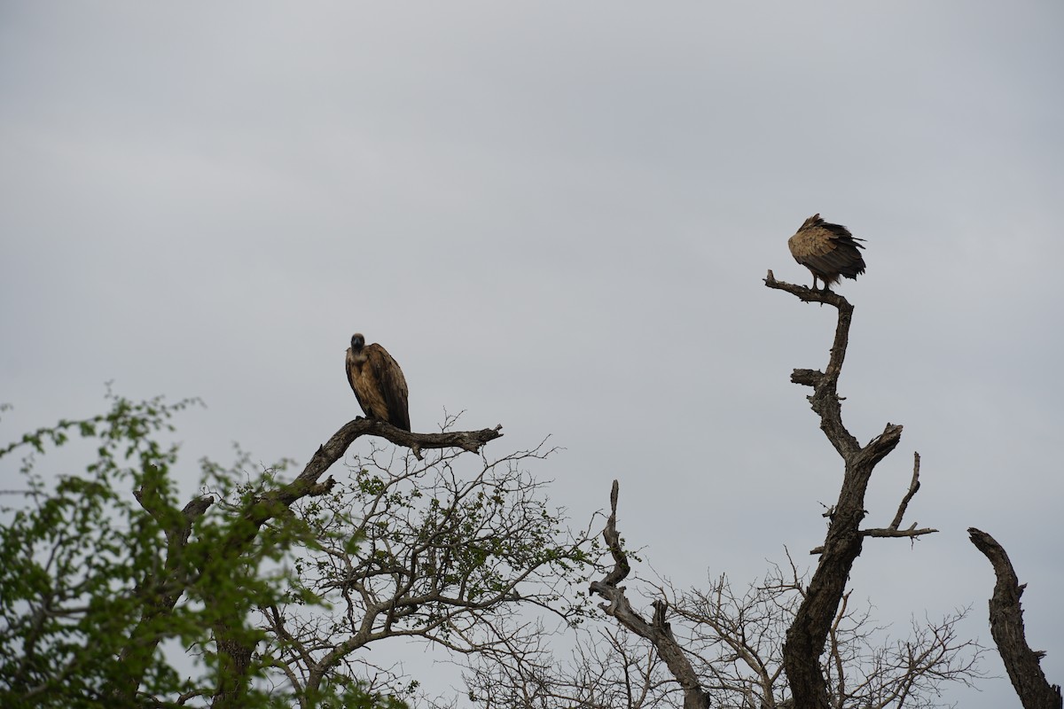 White-backed Vulture - ML638622695