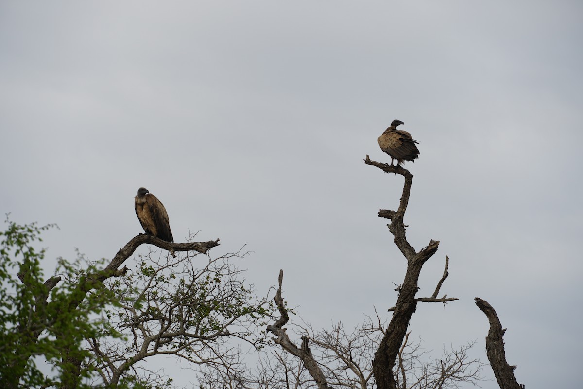 White-backed Vulture - ML638622696