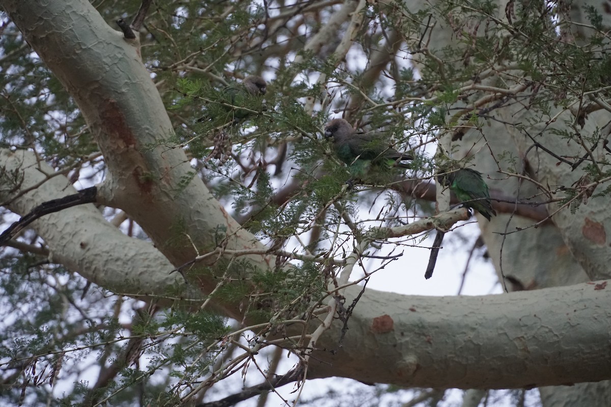 Brown-headed Parrot - ML638622697