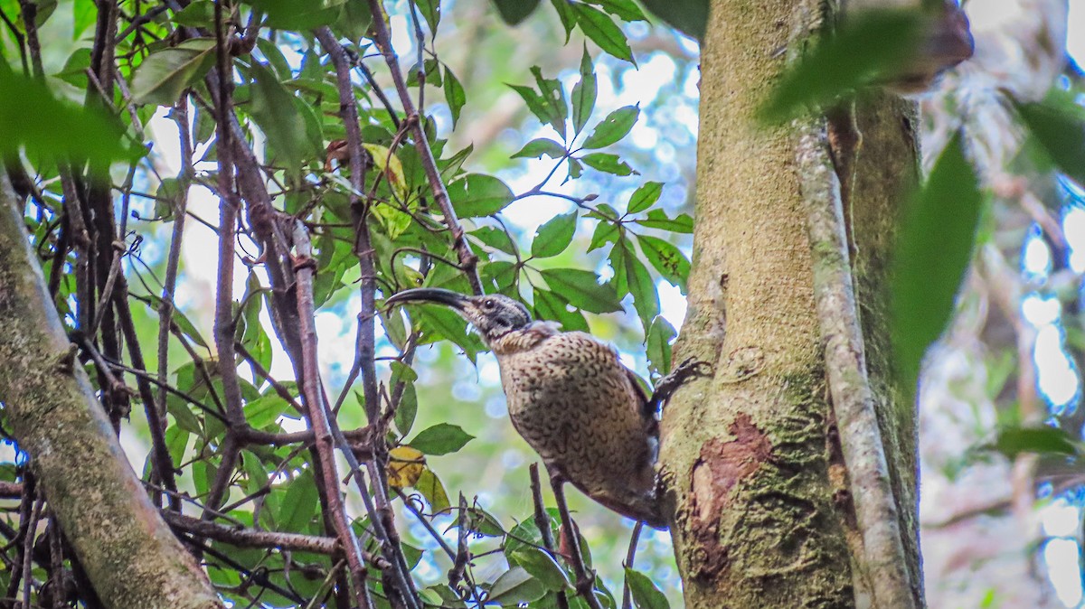 Paradise Riflebird - ML638622723