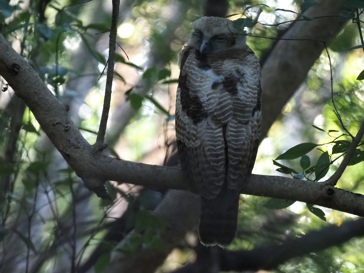 Rufous Owl - ML638622736