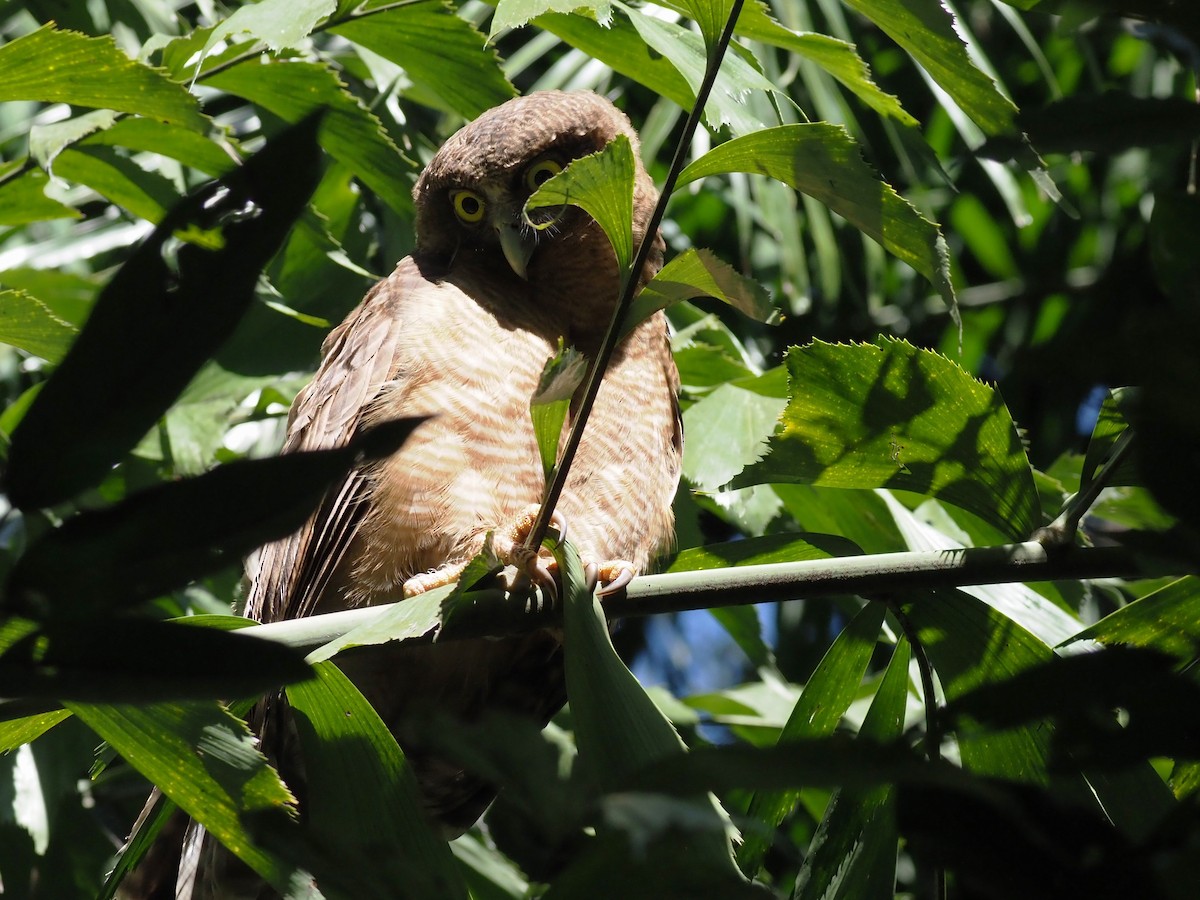 Rufous Owl - ML638622760