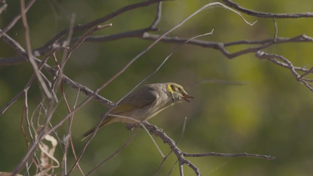 Gray-fronted Honeyeater - ML638622761