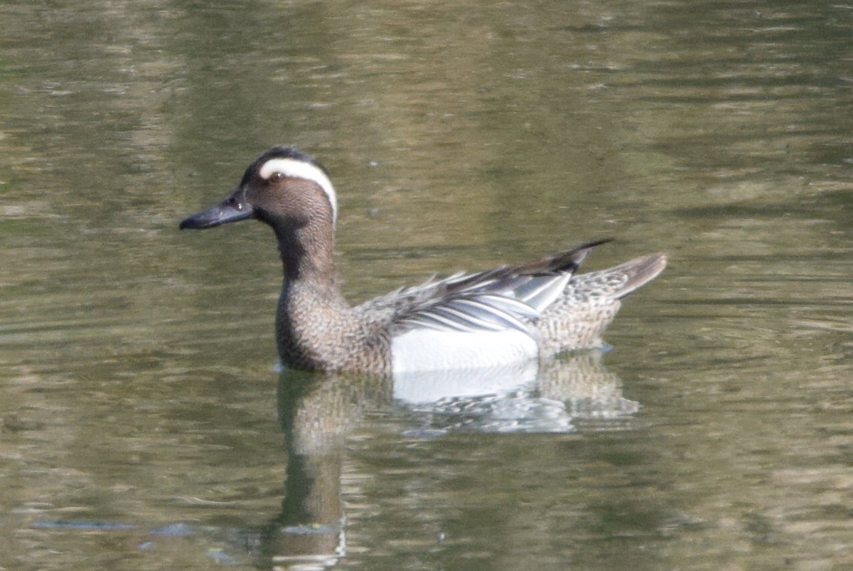 Garganey - ML638622766