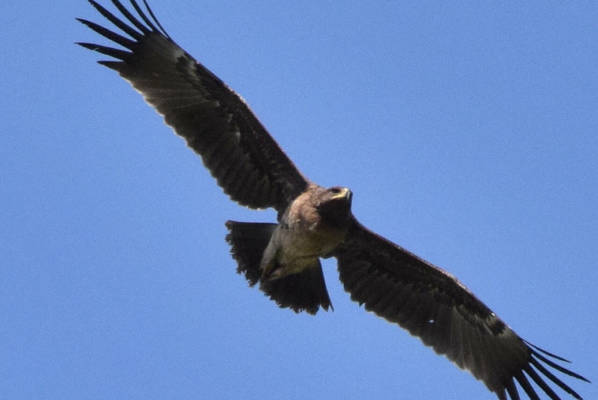Lesser Spotted Eagle - ML638622767