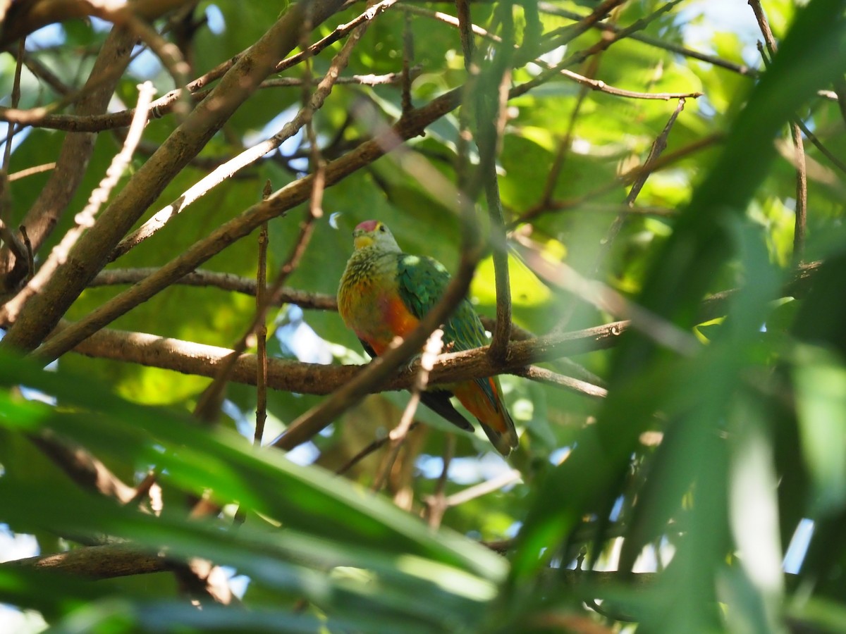 Rose-crowned Fruit-Dove - ML638622769