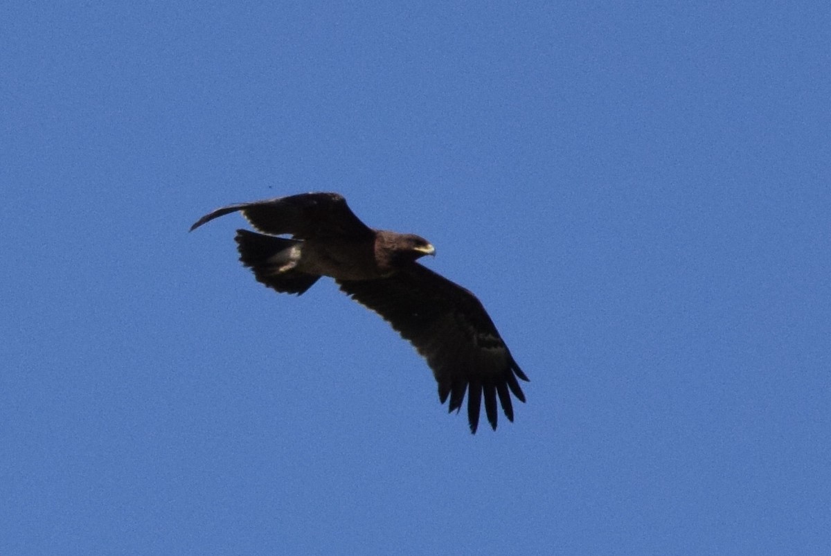 Lesser Spotted Eagle - ML638622770