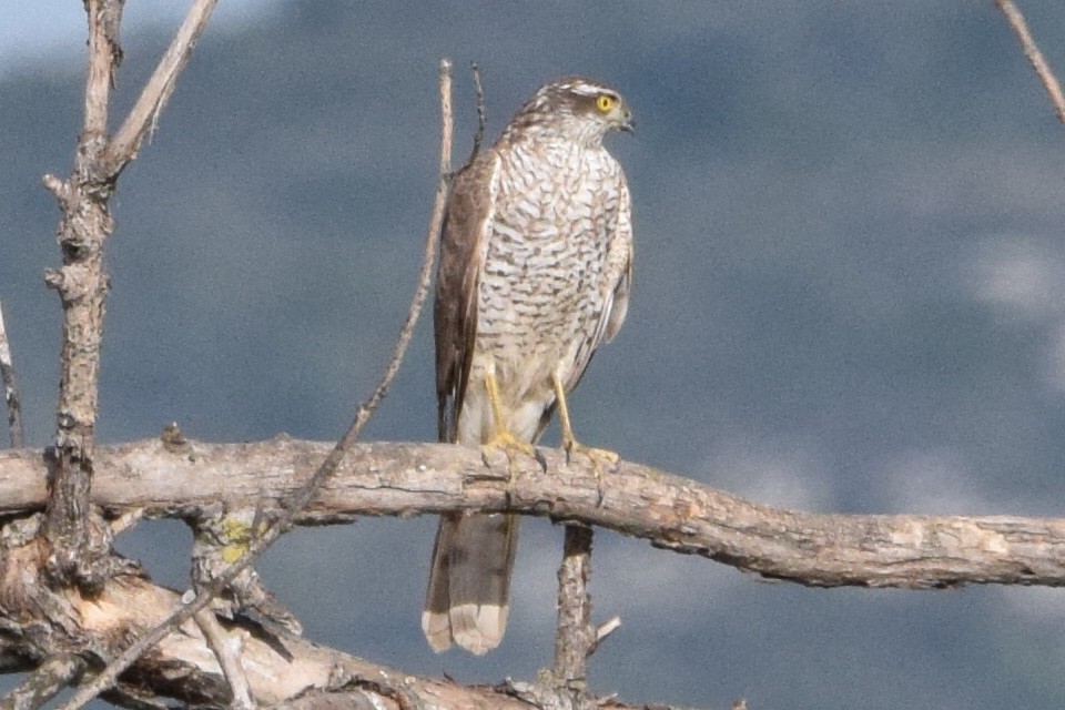 Eurasian Sparrowhawk - ML638622777