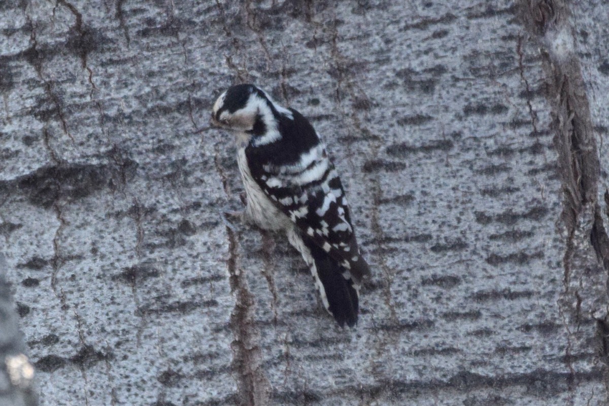 Lesser Spotted Woodpecker - ML638622780