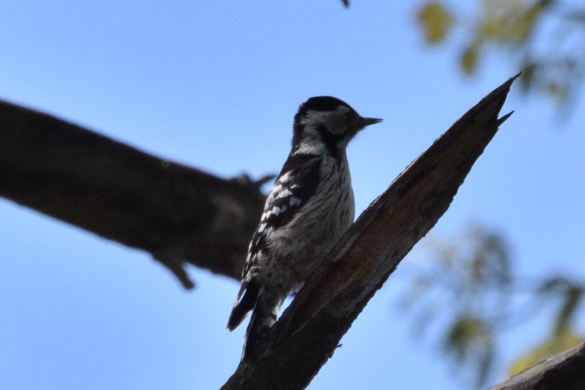 Lesser Spotted Woodpecker - ML638622801