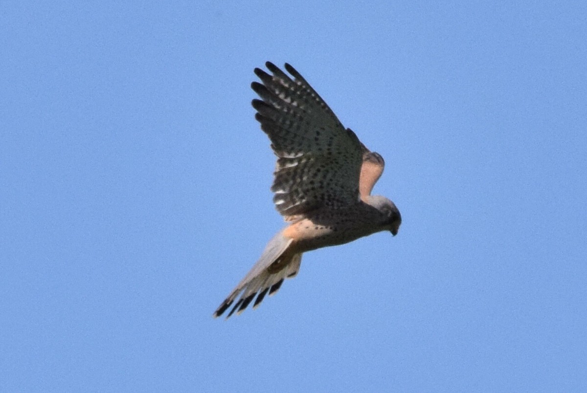 Eurasian Kestrel - ML638622803
