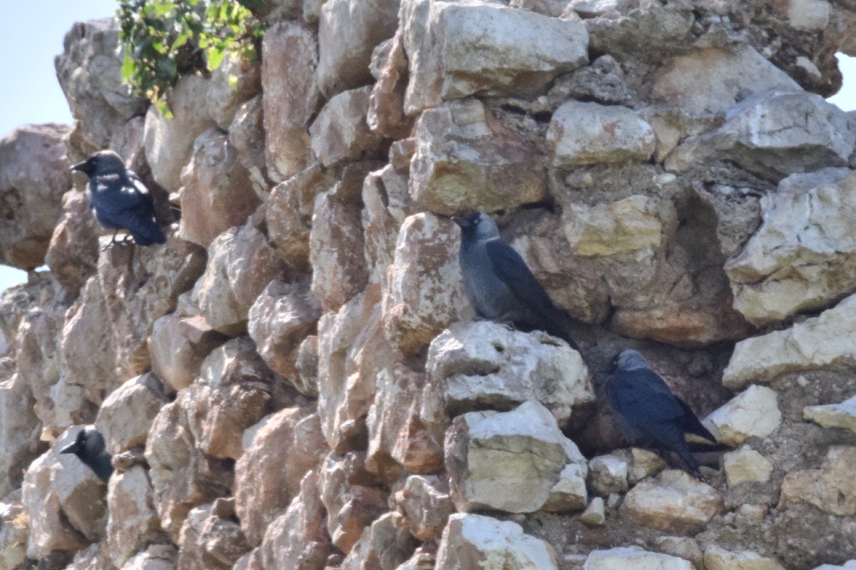 Eurasian Jackdaw - ML638622804