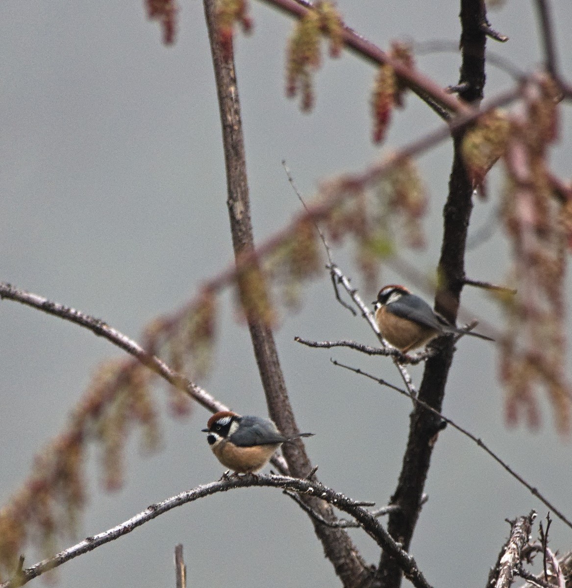 Black-throated Tit - ML638622805