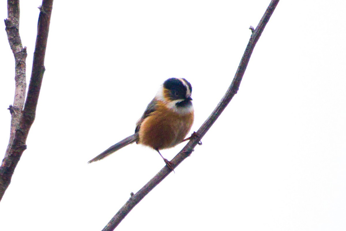 Black-browed Tit - ML638622811
