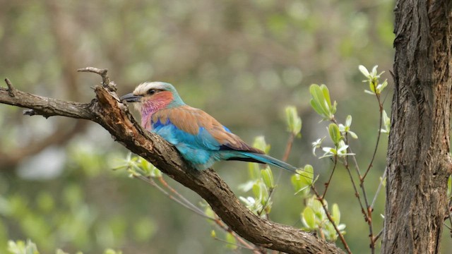 Lilac-breasted Roller (Lilac-breasted) - ML638622869