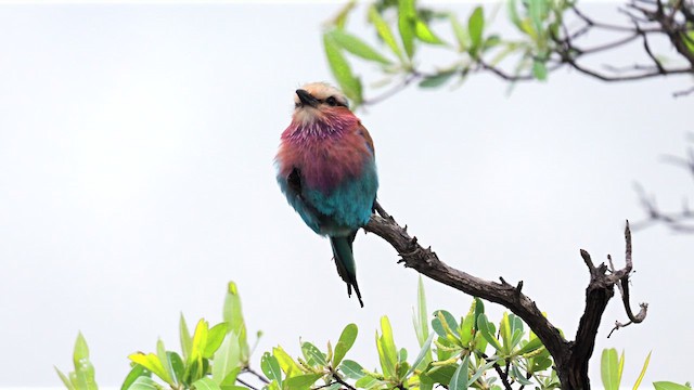 Lilac-breasted Roller (Lilac-breasted) - ML638622870