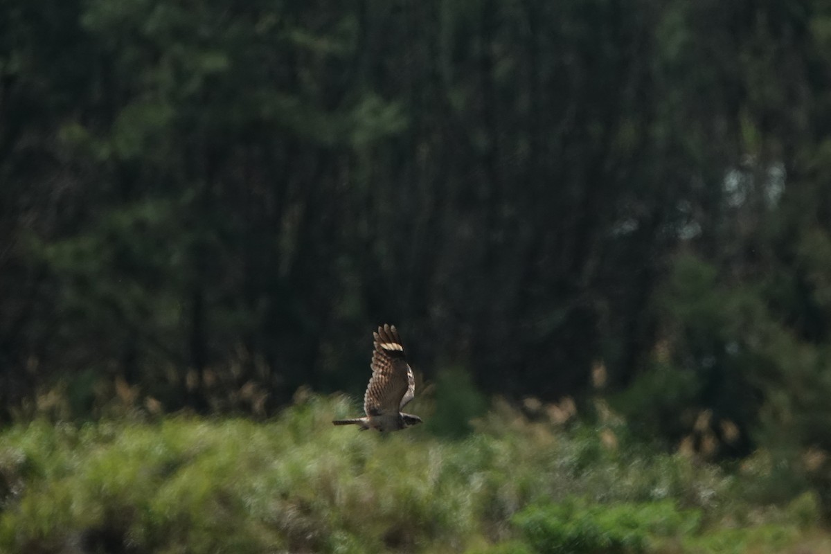 Savanna Nightjar - ML638622988