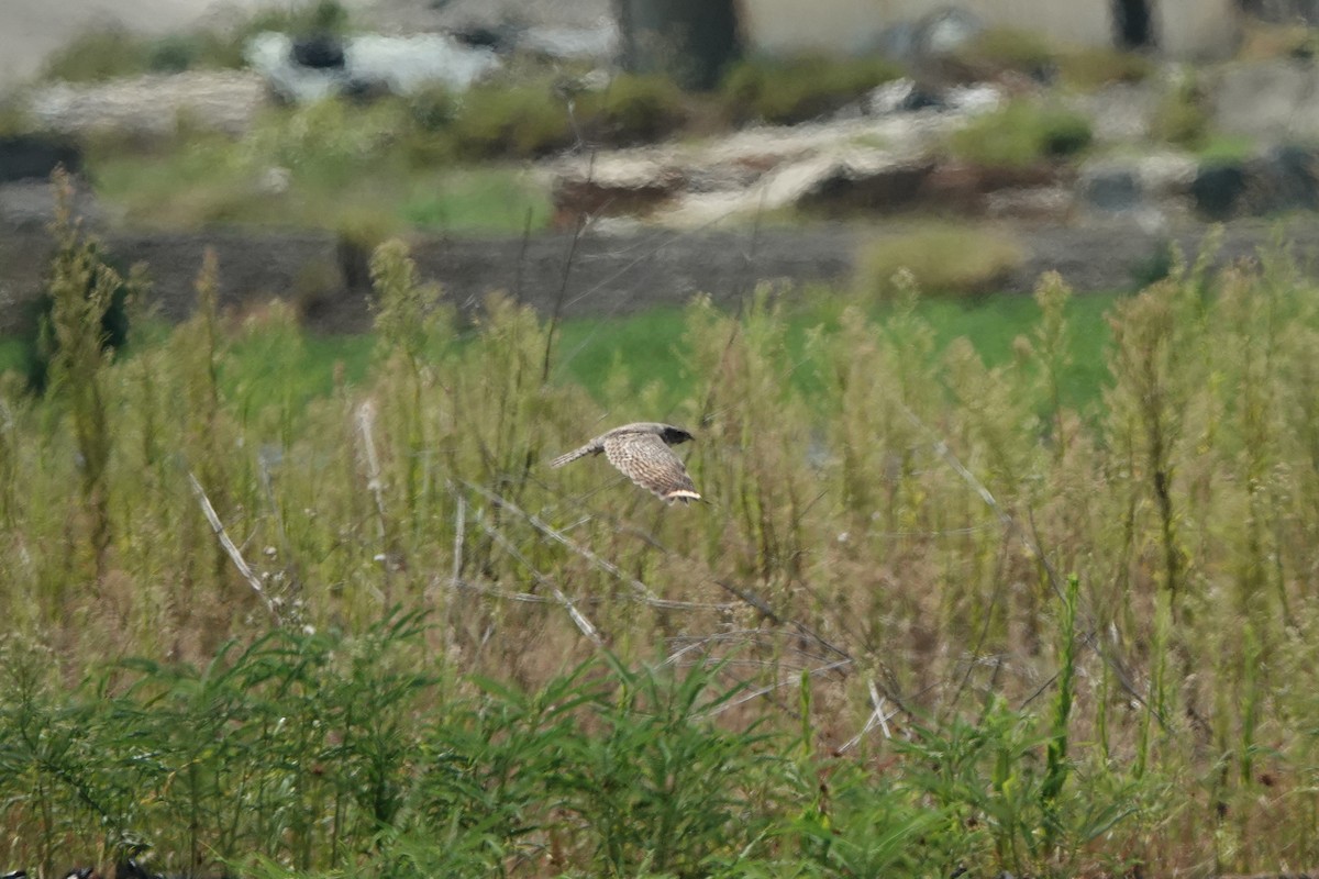 Savanna Nightjar - ML638622989