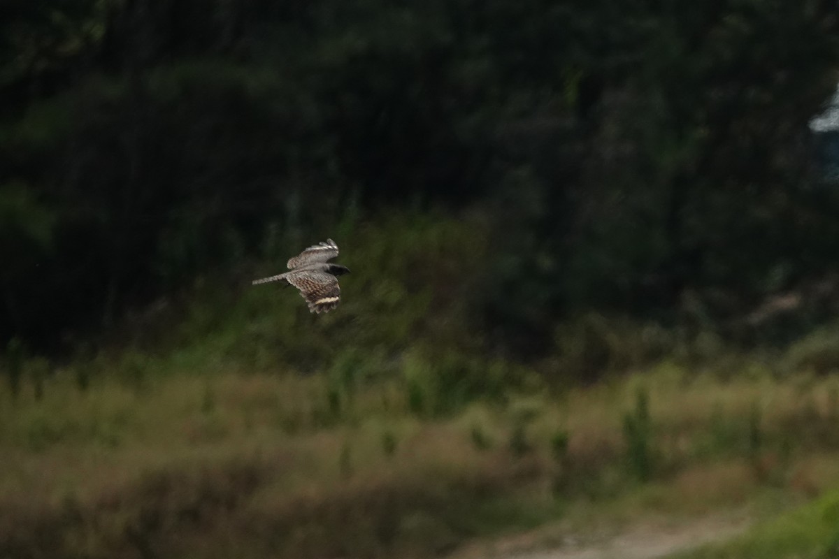 Savanna Nightjar - ML638622993
