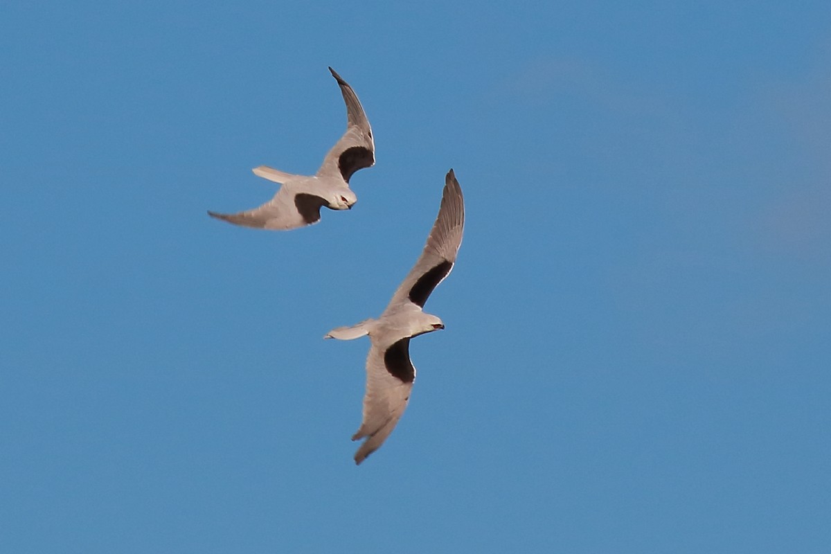 Black-shouldered Kite - ML638623007