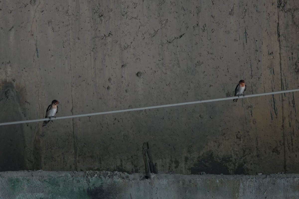 Pacific Swallow - ML638623008
