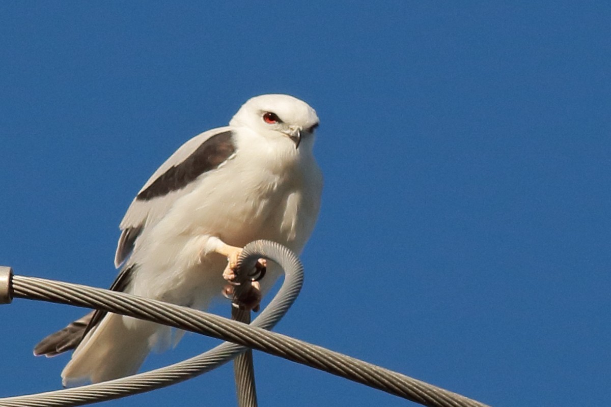 Black-shouldered Kite - ML638623010