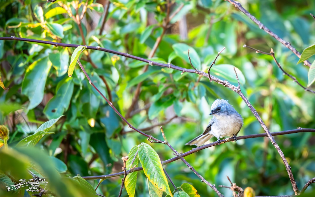 White-tailed Blue Flycatcher - ML638623011