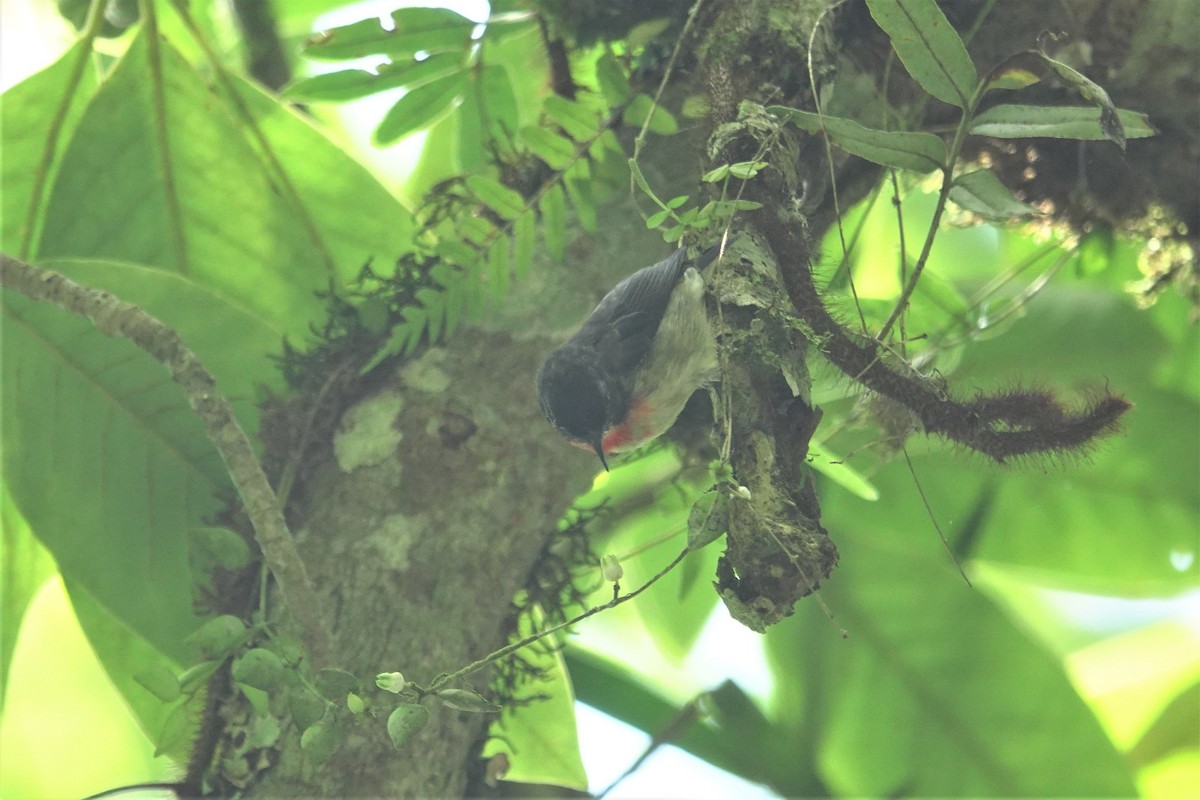 Javan Flowerpecker - ML638623014