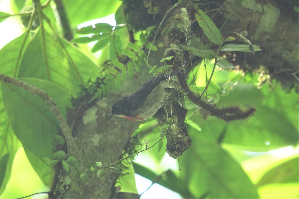 Javan Flowerpecker - ML638623015