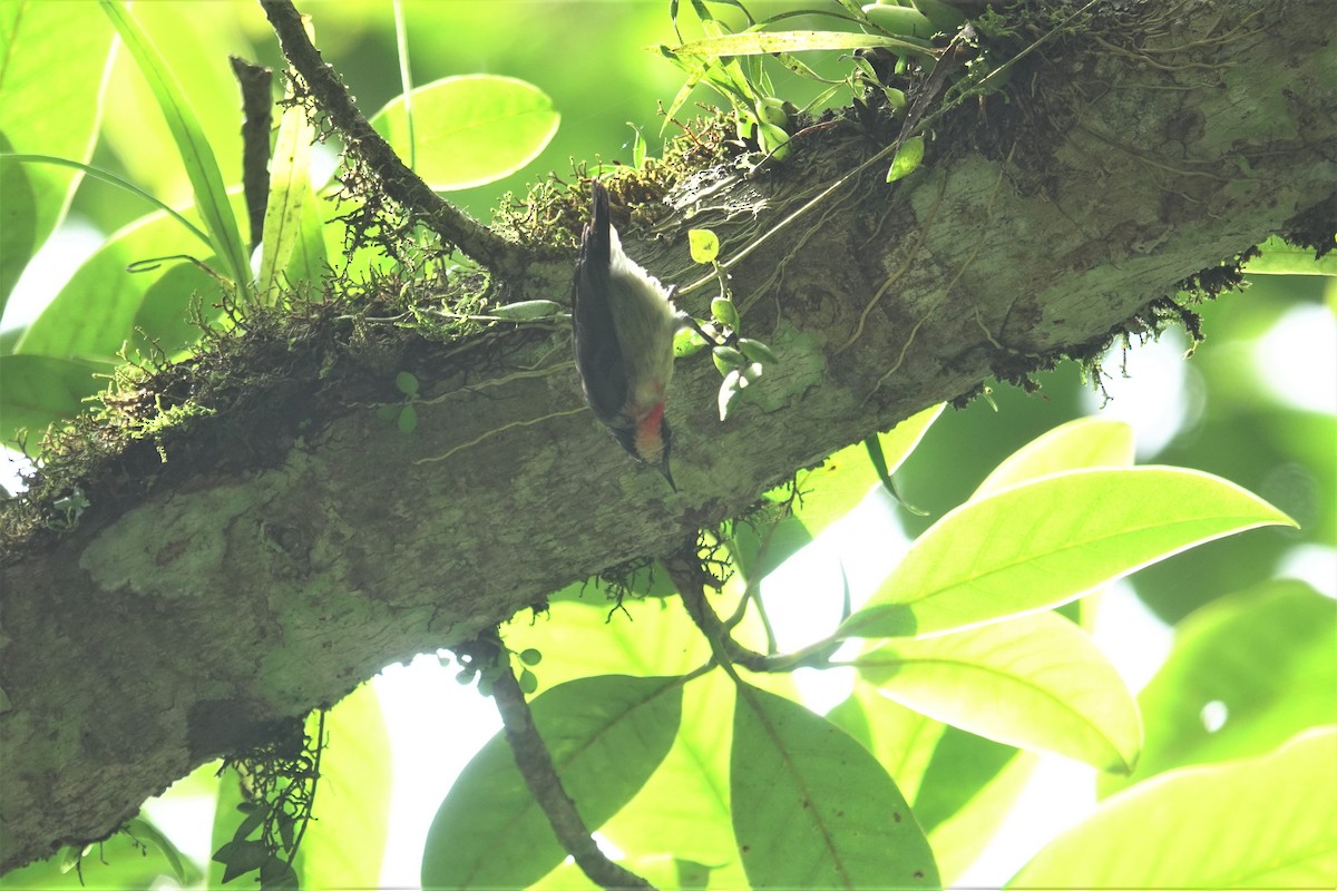 Javan Flowerpecker - ML638623016