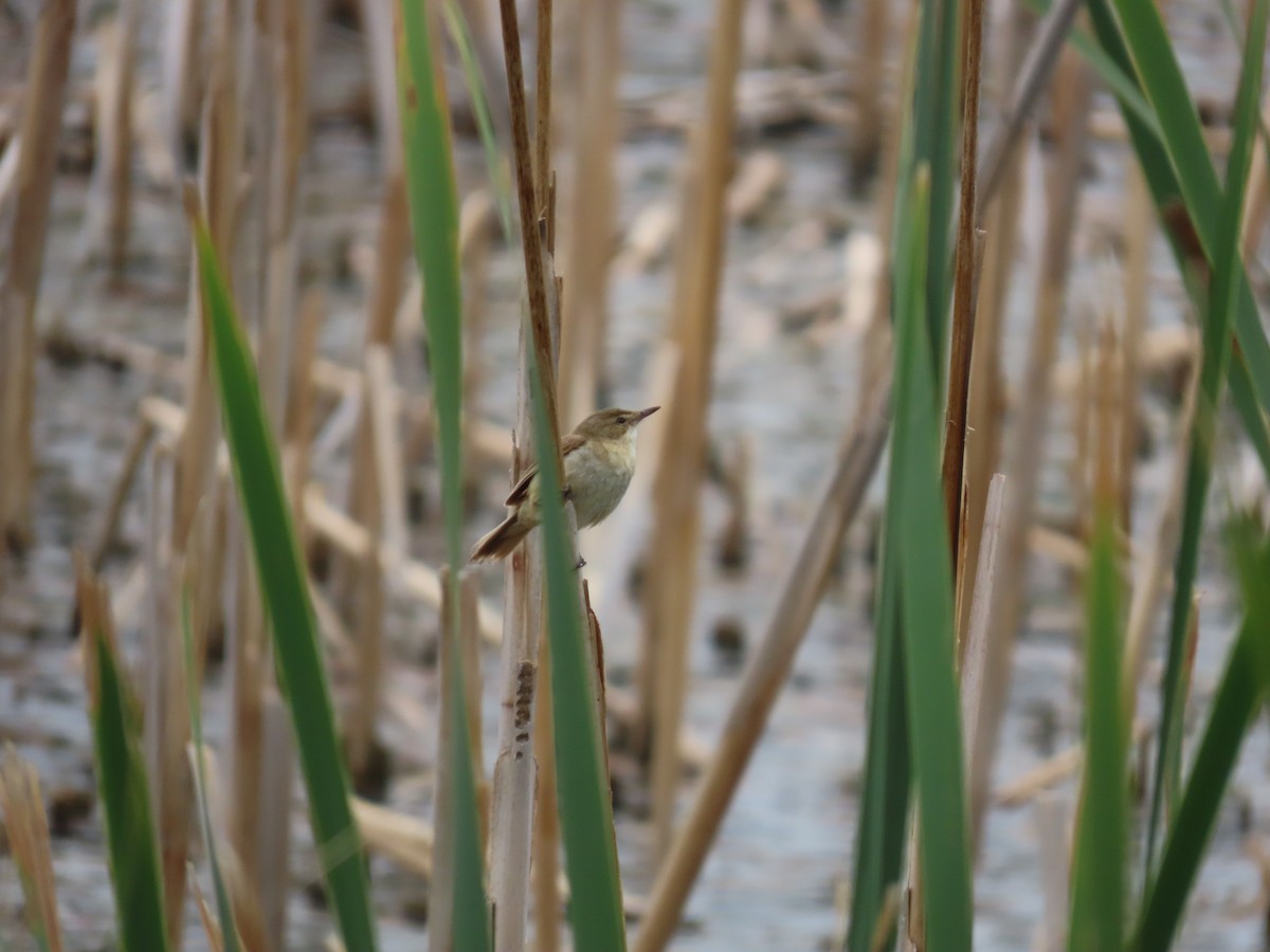 Australian Reed Warbler - ML638623018