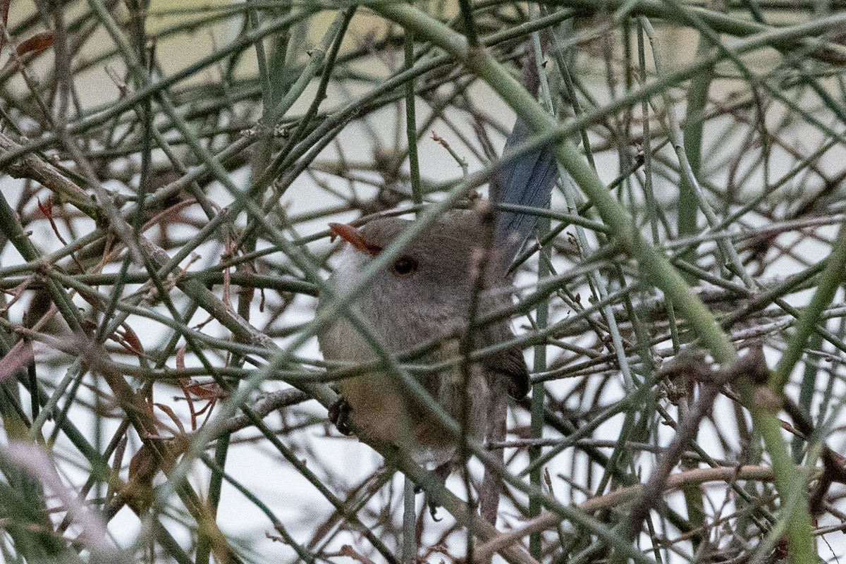Superb Fairywren - ML638623019