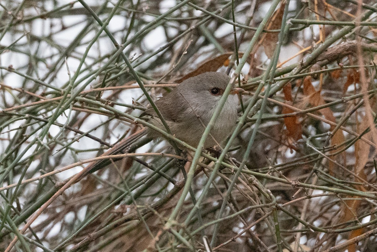 Superb Fairywren - ML638623020