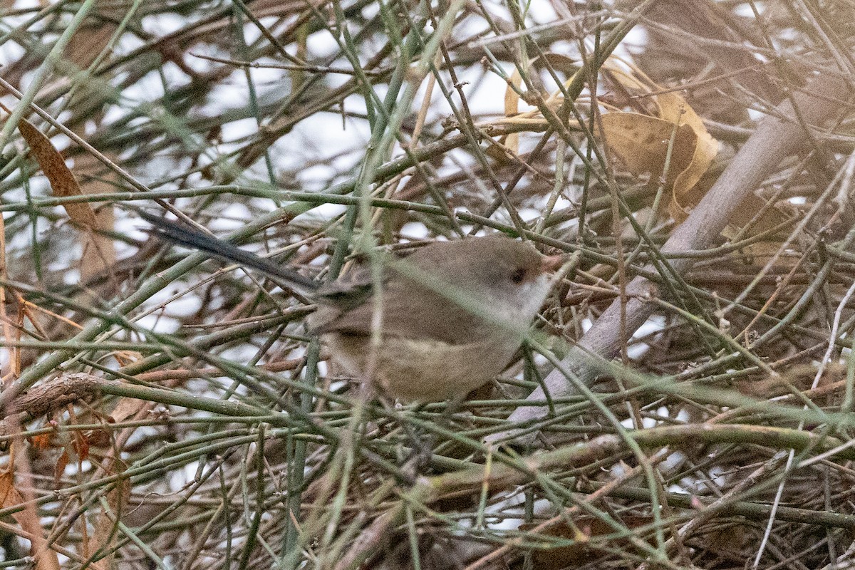 Superb Fairywren - ML638623021