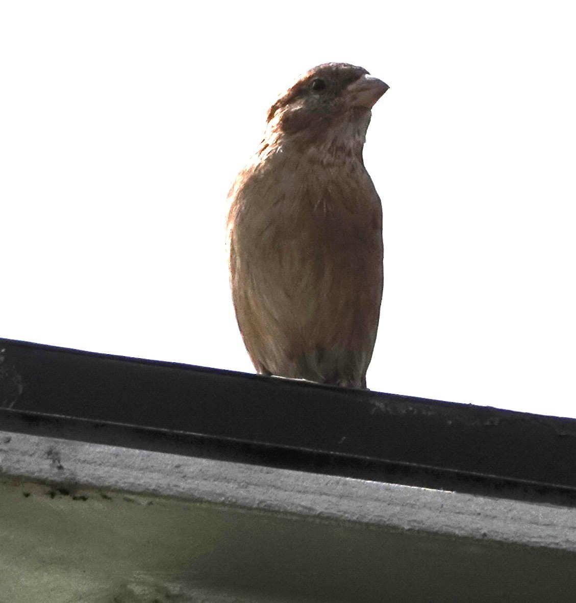 House Sparrow - ML638623022