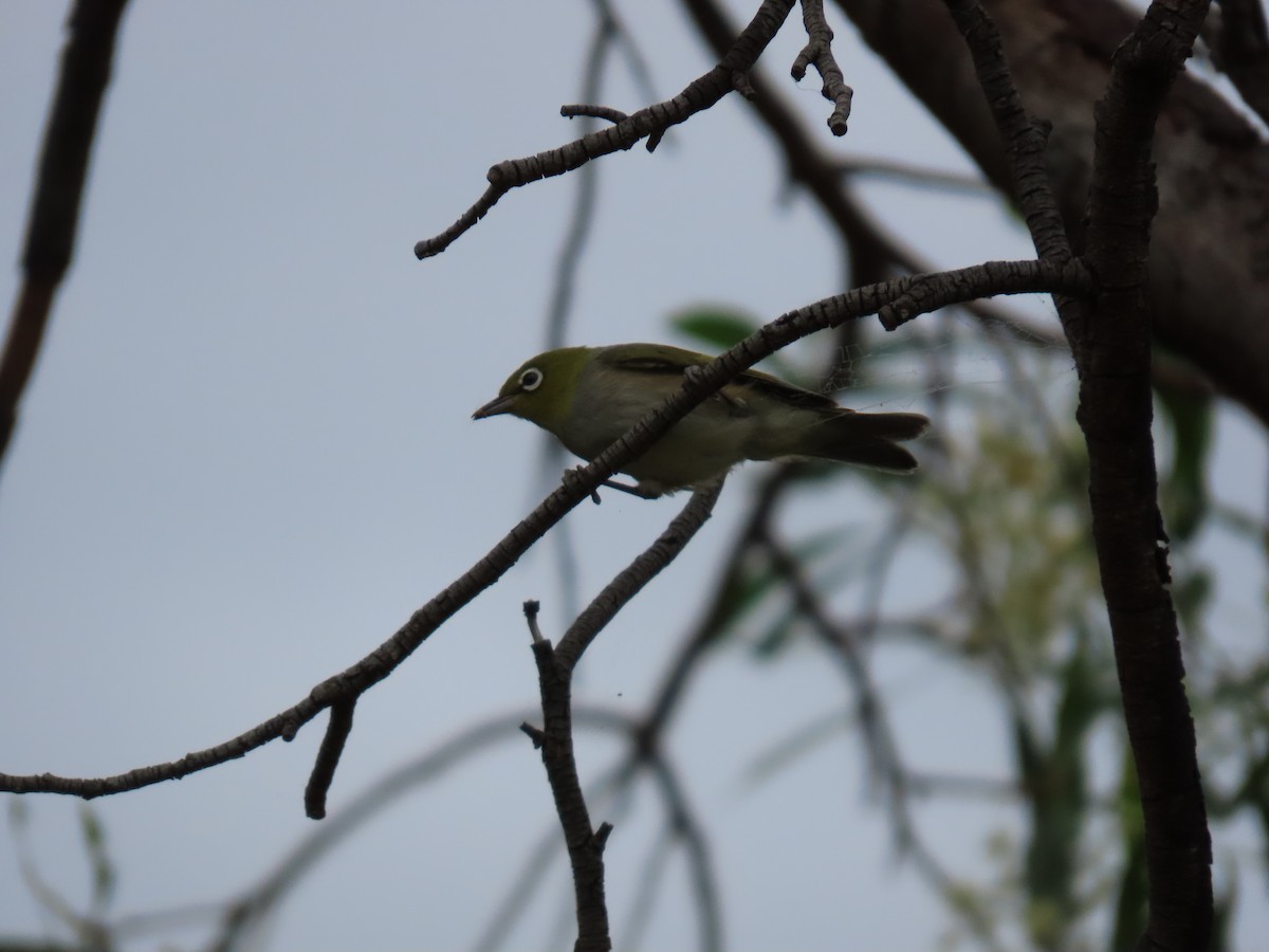 Silvereye - ML638623023