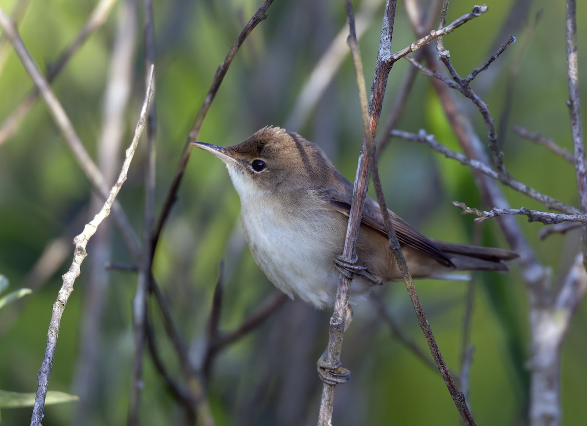 Common Reed Warbler - ML638623024