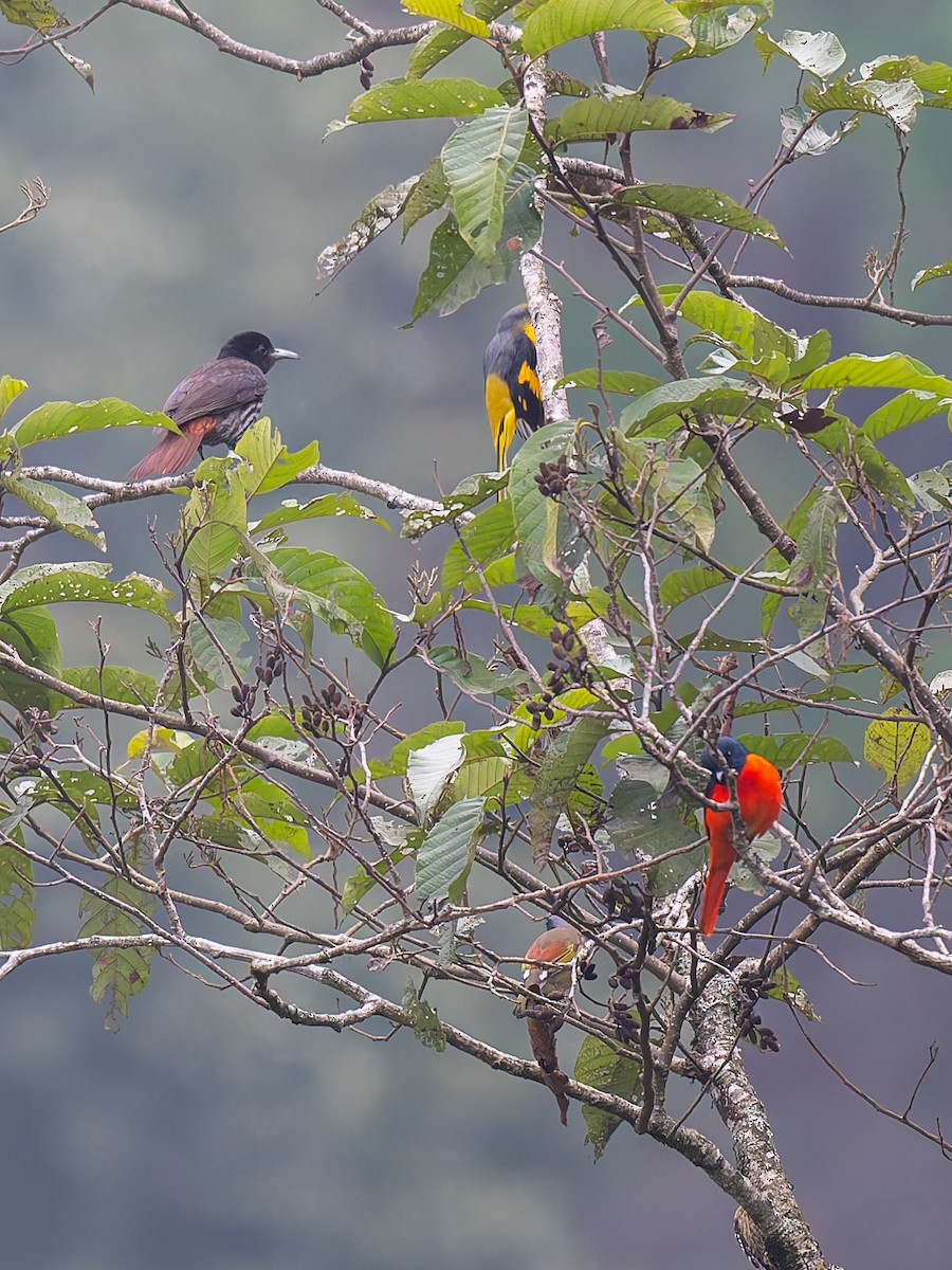 Maroon Oriole - ML638623046