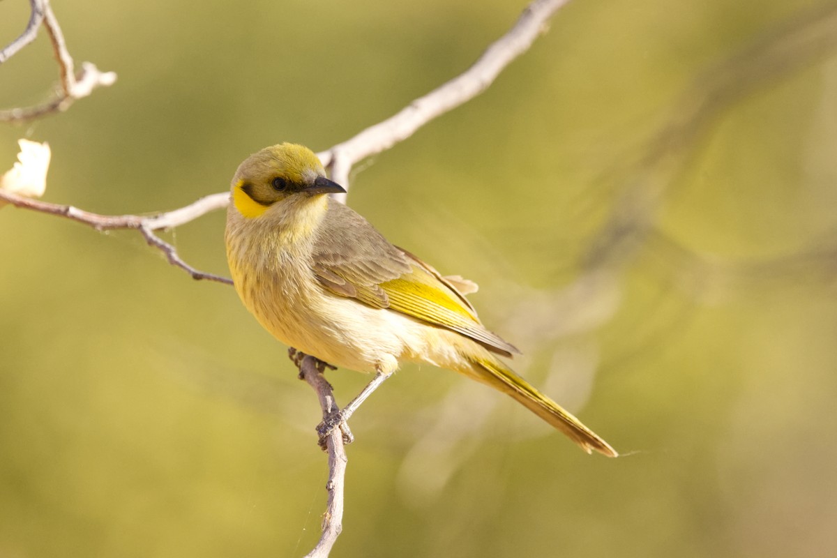 Gray-fronted Honeyeater - ML638623058