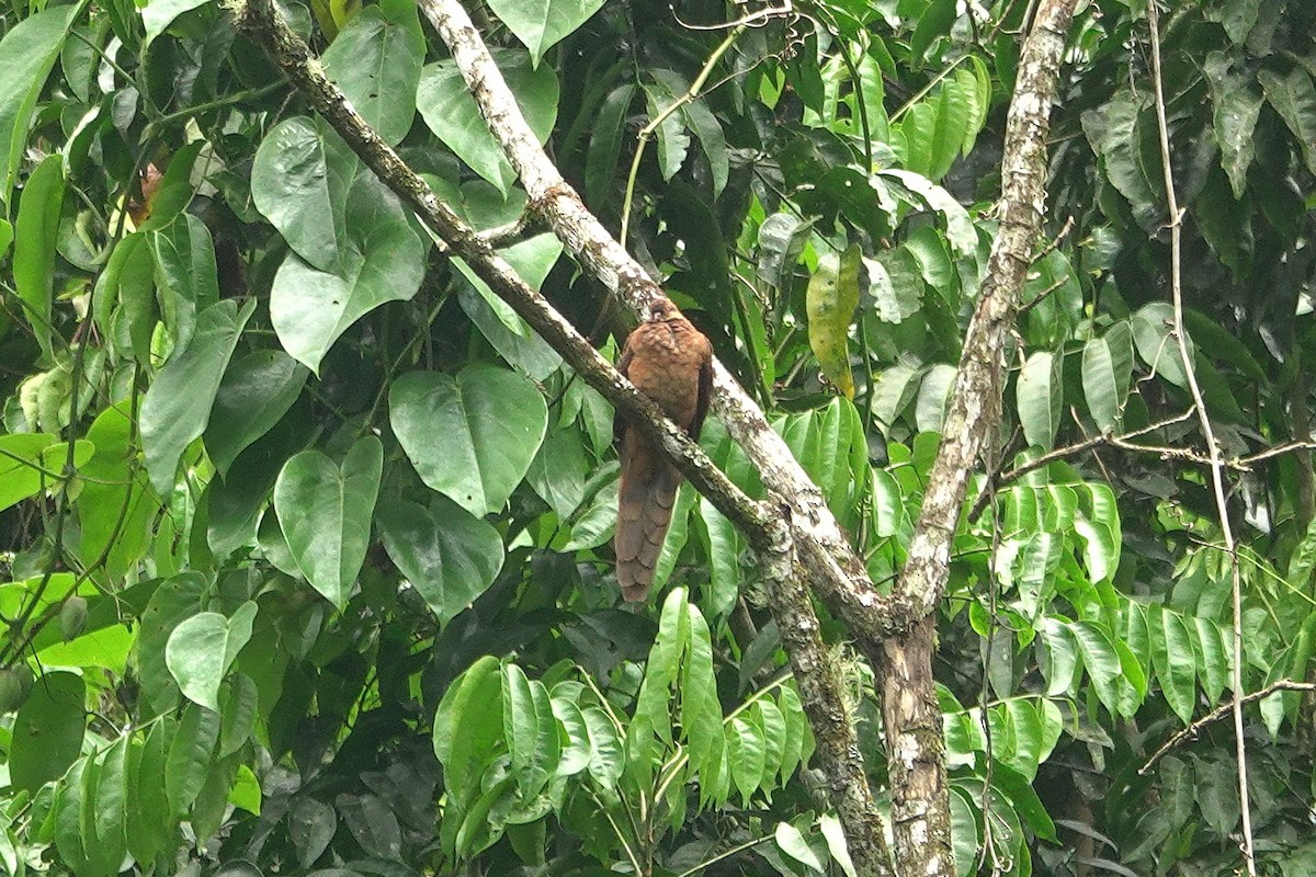 Ruddy Cuckoo-Dove - ML638623060