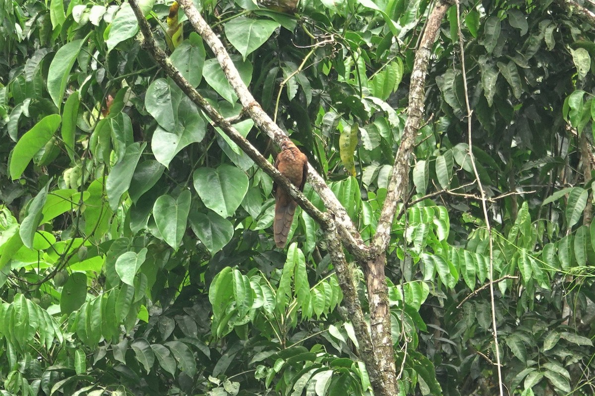 Ruddy Cuckoo-Dove - ML638623061