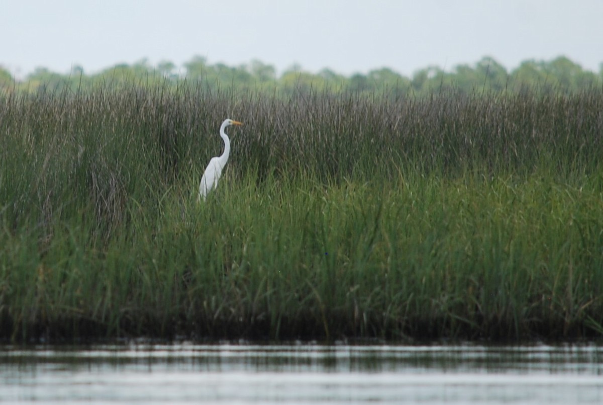 Great Egret - ML638623063