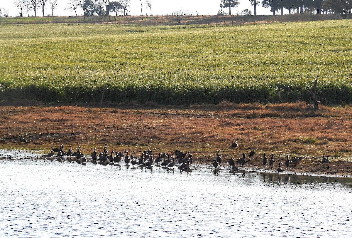 White-faced Whistling-Duck - ML638623065