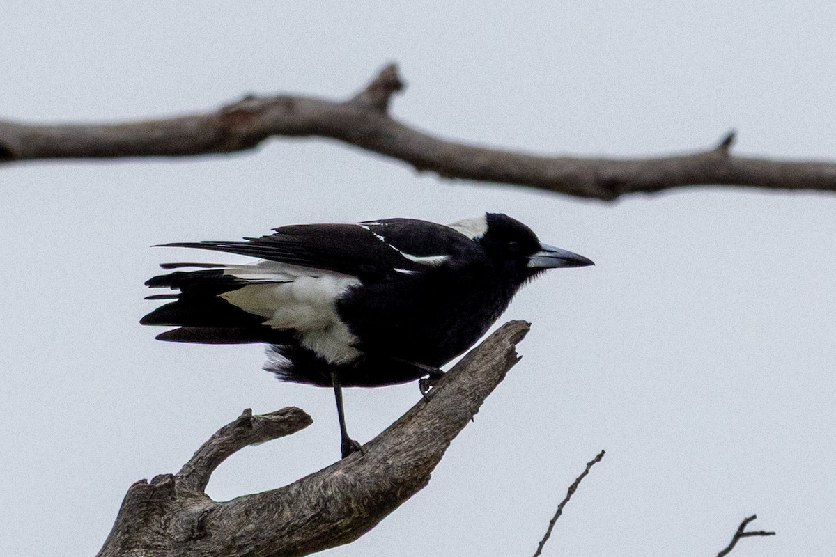 Australian Magpie (Black-backed) - ML638623067