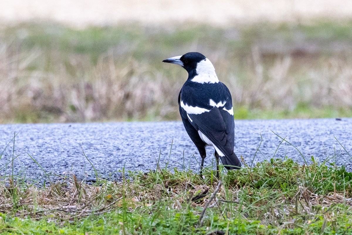 Australian Magpie (Black-backed) - ML638623068
