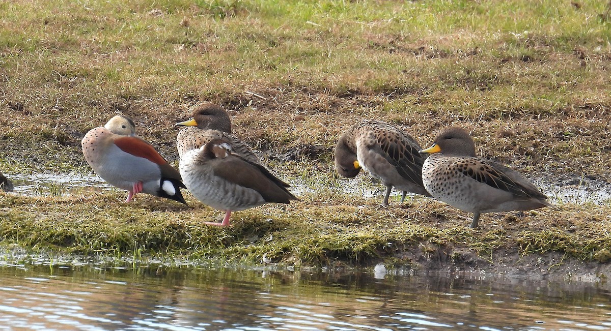 Ringed Teal - ML638623070