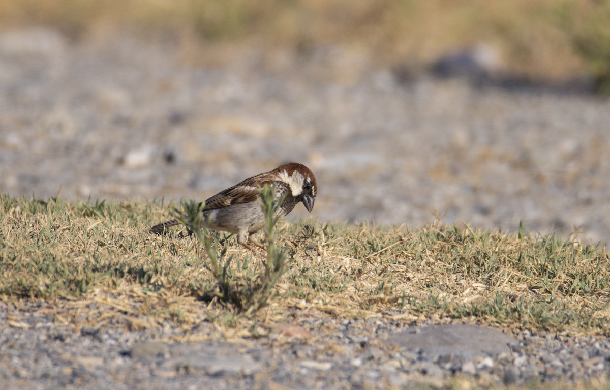 Italian Sparrow - ML638623071