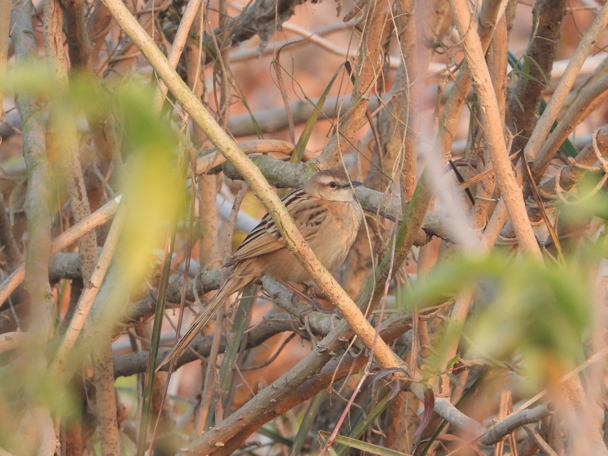 Striated Grassbird - ML638623073