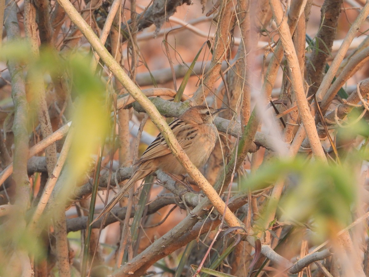 Striated Grassbird - ML638623074