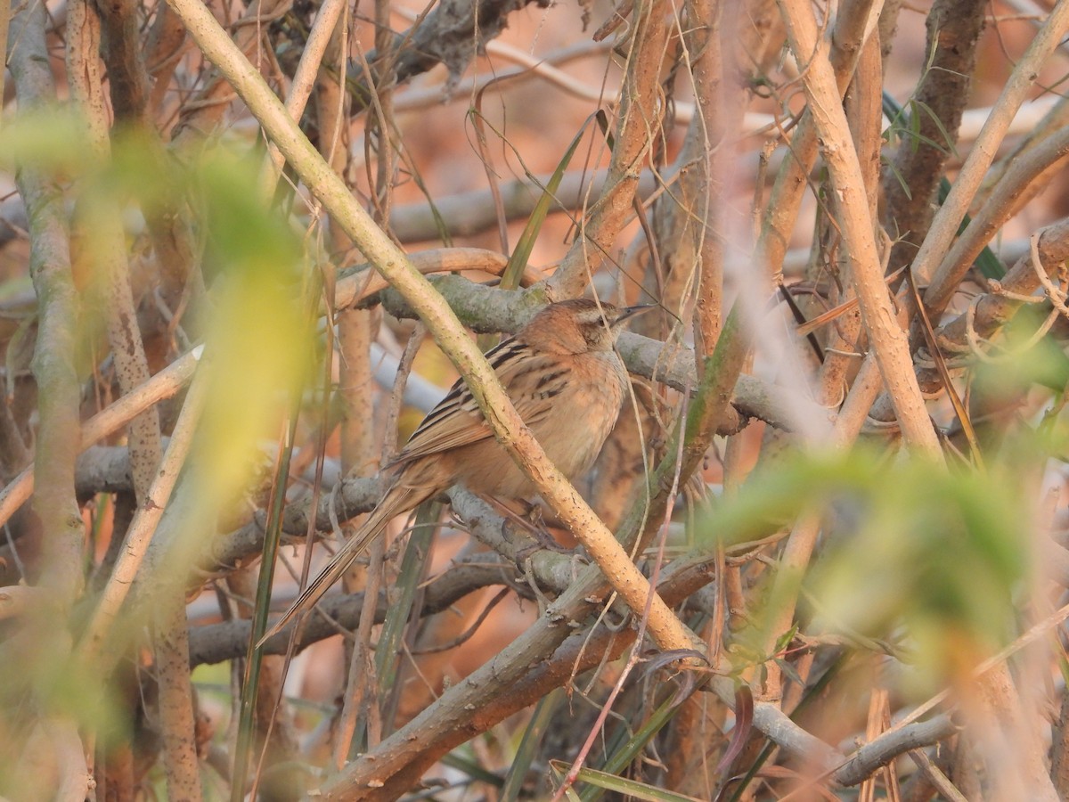 Striated Grassbird - ML638623076